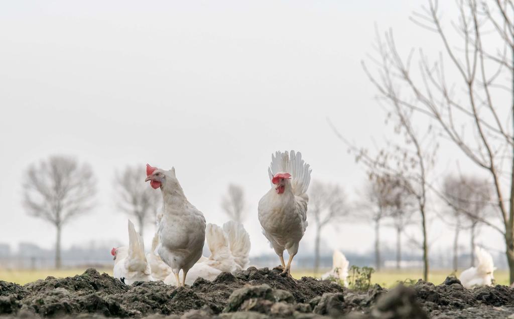 Boerderij Zonneveld * Rossum (Gelderland)